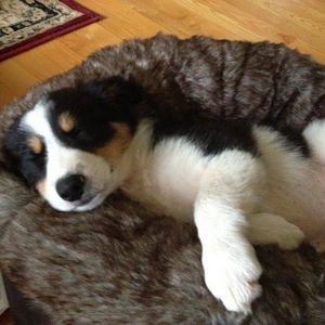 Meet your Posher, Meng